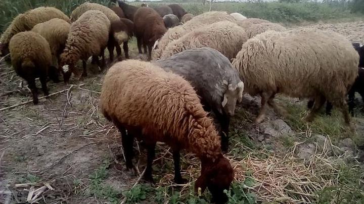 نحوی رسیدگی به گوسفندان